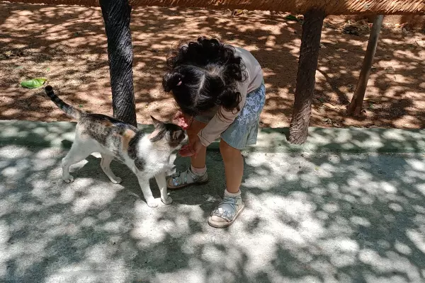 A child from Olivia Montessori is patting a cat in Model Village, Bengaluru during a field trip organized for children by Olivia Montessori