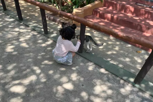 A girl is playing with a cat in Model Village, Bengaluru during a field trip organized for children by Olivia Montessori